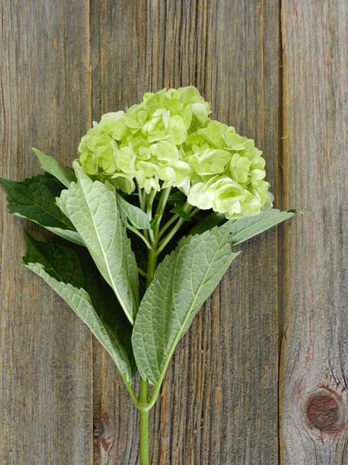 MOJITO MINI LIGHT GREEN HYDRANGEA